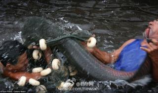 大侦探怪兽之谜全集